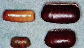 Хлебарки яйцата трябва да бъдат унищожени до едно, само така можете да победите този паразит